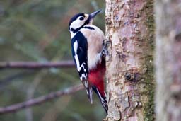 great spotted woodpecker